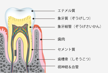 エナメル質 象牙質（ぞうげしつ） 象牙細管（ぞうげさいかん） 歯肉 セメント質 歯槽骨（しそうこつ） 視神経＆血管